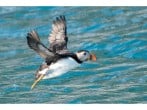 Puffins Puffins